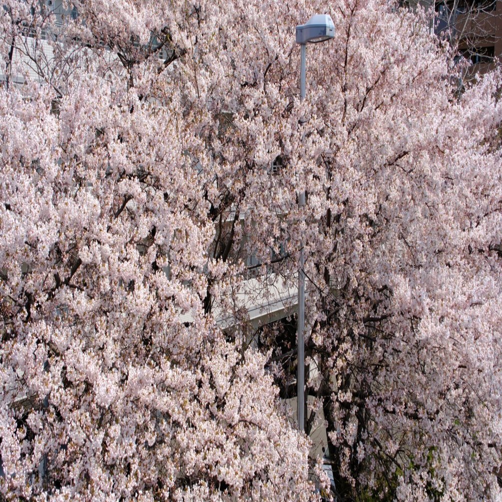 FUJIFILM X-T5】札幌、桜満開 2025年5月1日｜No.54