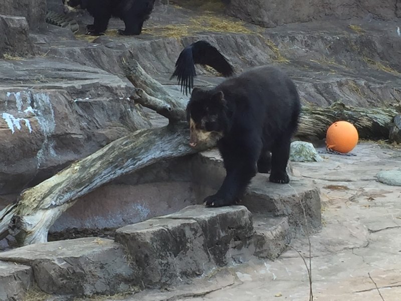 後編 天王寺動物園 仕事帰りにふらりと立ち寄った 河野陽炎 プロ資格マニア 保有資格30ほど 失効4 放送大単位 Note 後編 天王寺動物園 仕事帰りにふらりと立ち寄った 河野陽炎 プロ資格マニア 保有資格30ほど 失効4 放送大単位 Note