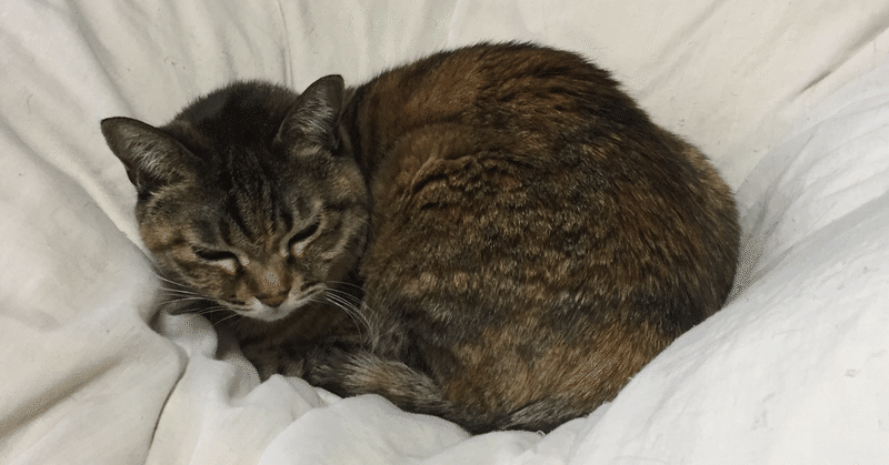 ほぼニート手帳 1 21 24 絶対に終電を逃さない女 Note