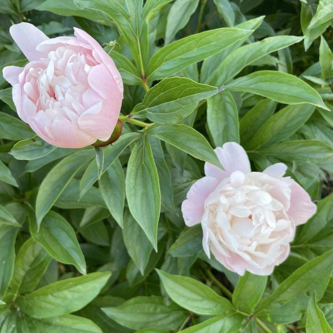 牡丹様♡ 【公式通販】