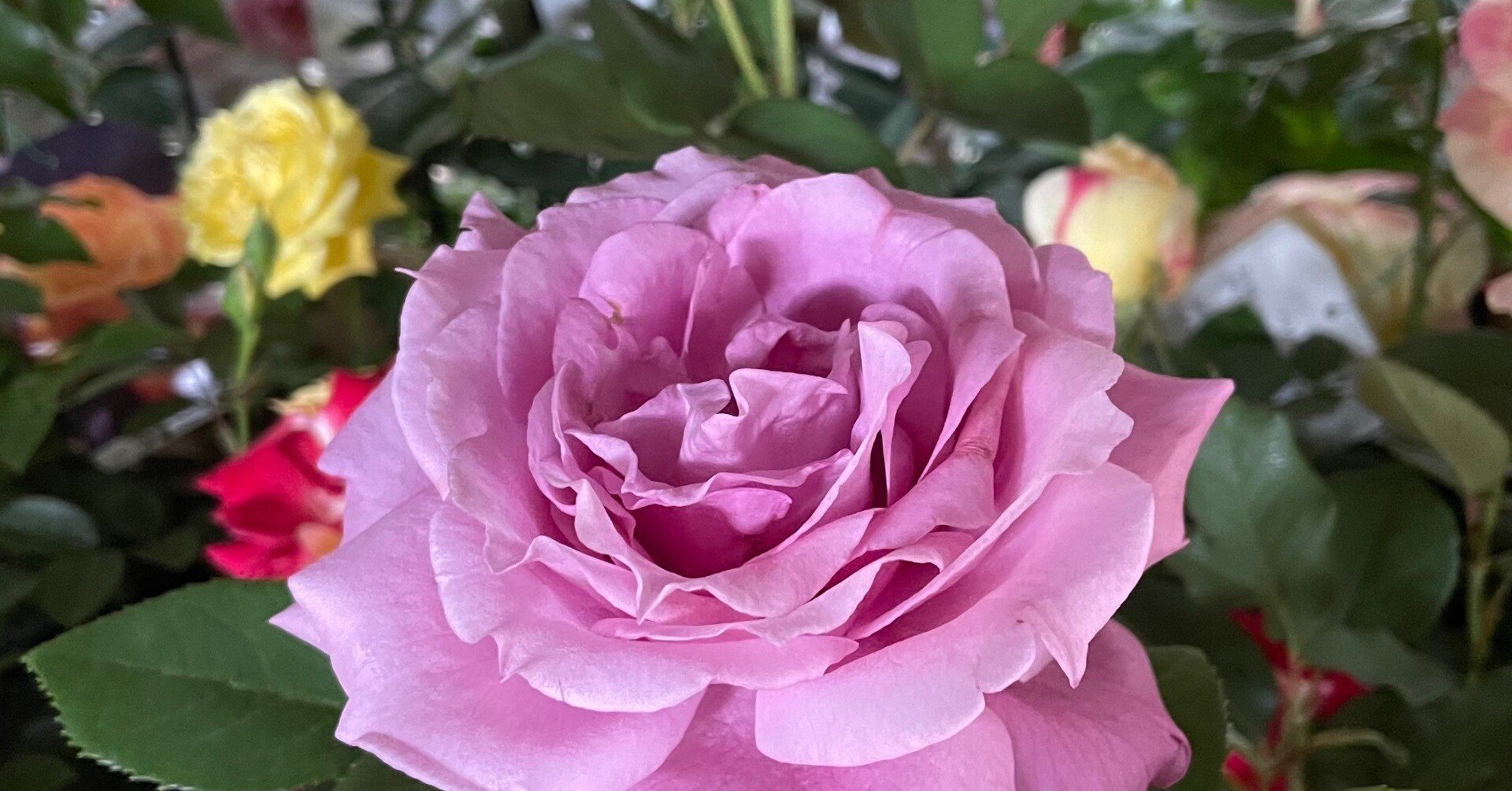 薔薇が咲いた！雨の旧古河庭園♡｜shouko