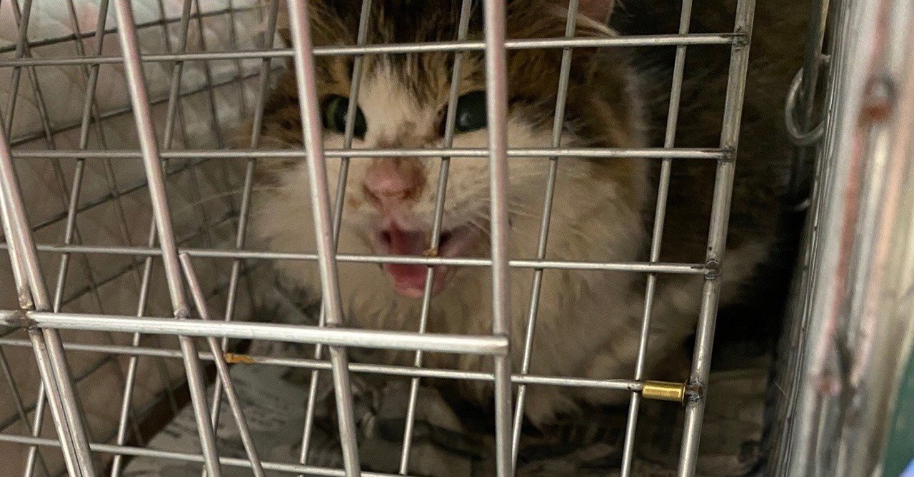 生まれて初めてガチの野良猫を保護した話 あさのますみ Note