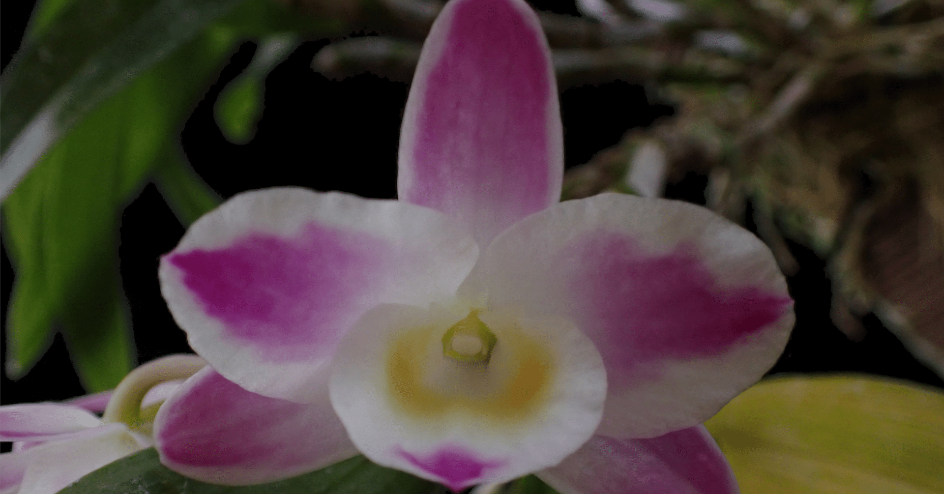 幻のデンドロビウム｜アトモス