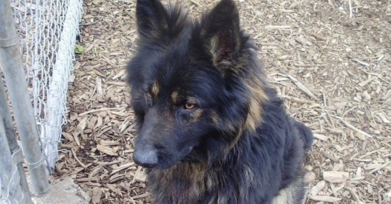 やむ得ない犬猫殺処分をガス殺から安楽死へ 修正版 副業リンク全飛び改善済再度見てね モラハラノート紹介aaef 宮咲アンナ Note