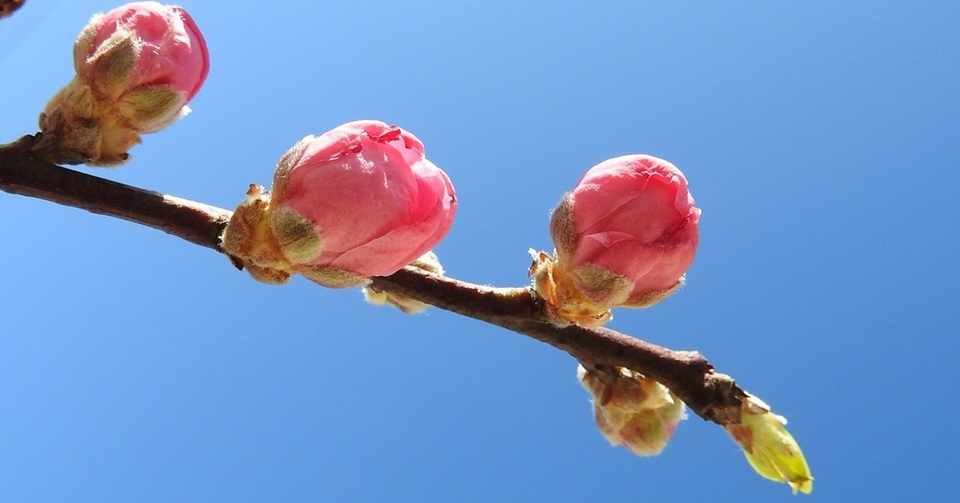 桃は 魔除けの木 Nobukoの里山暮らし Note