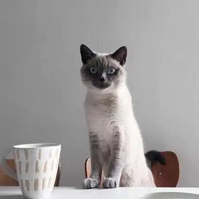 めめちゃん