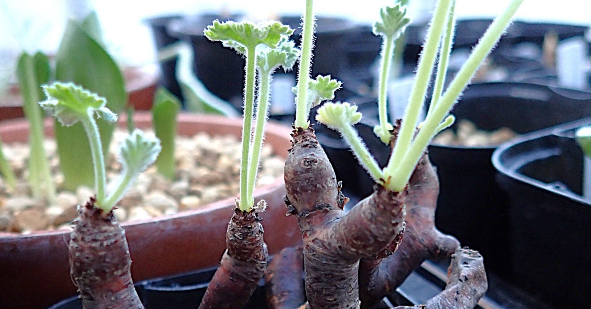 \"Pelargonium mirabile\" ペラルゴニウム ミラビレ isla del pescado - Pelargonium mirabile-ペラルゴニム・ミラビレ
