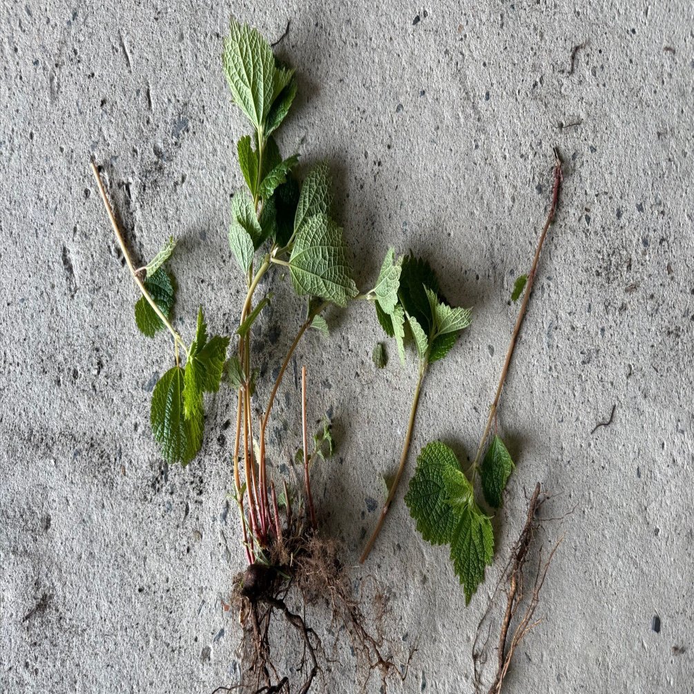 雑草 Amazon.co.jp: 新版 形とくらしの雑草図鑑: 見分ける、身近な300種