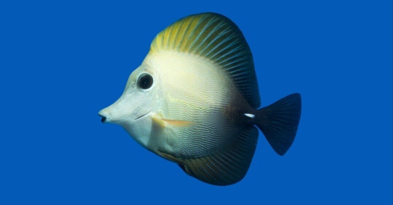 小魚家族パパ 様★専用 パワーボックス SV550X(販売終了) | 水中生物用品・水槽用品