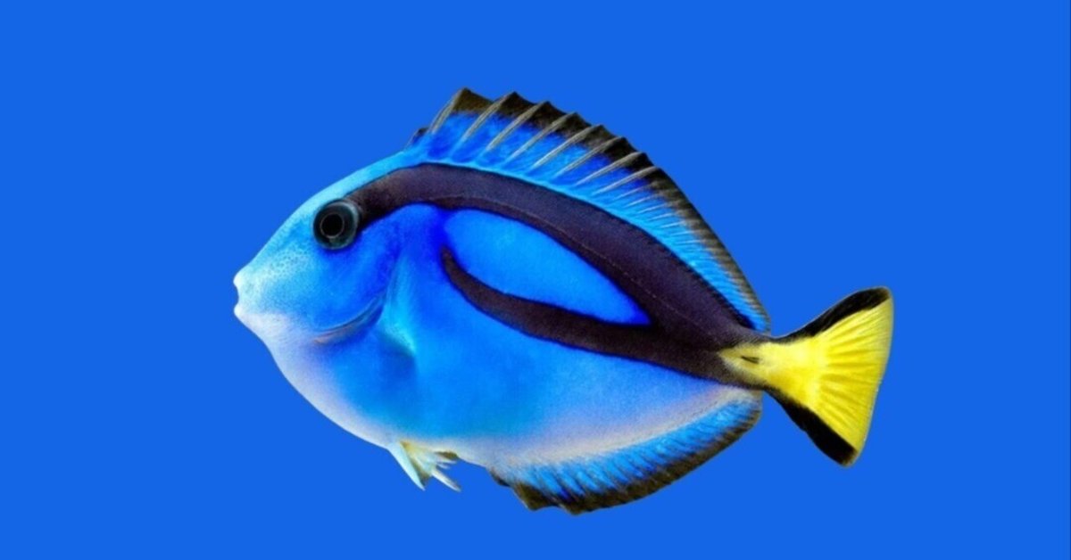 ナンヨウハギ ナンヨウハギ｜アクアモノグラフ情報｜NoA｜MASUKO aquarium