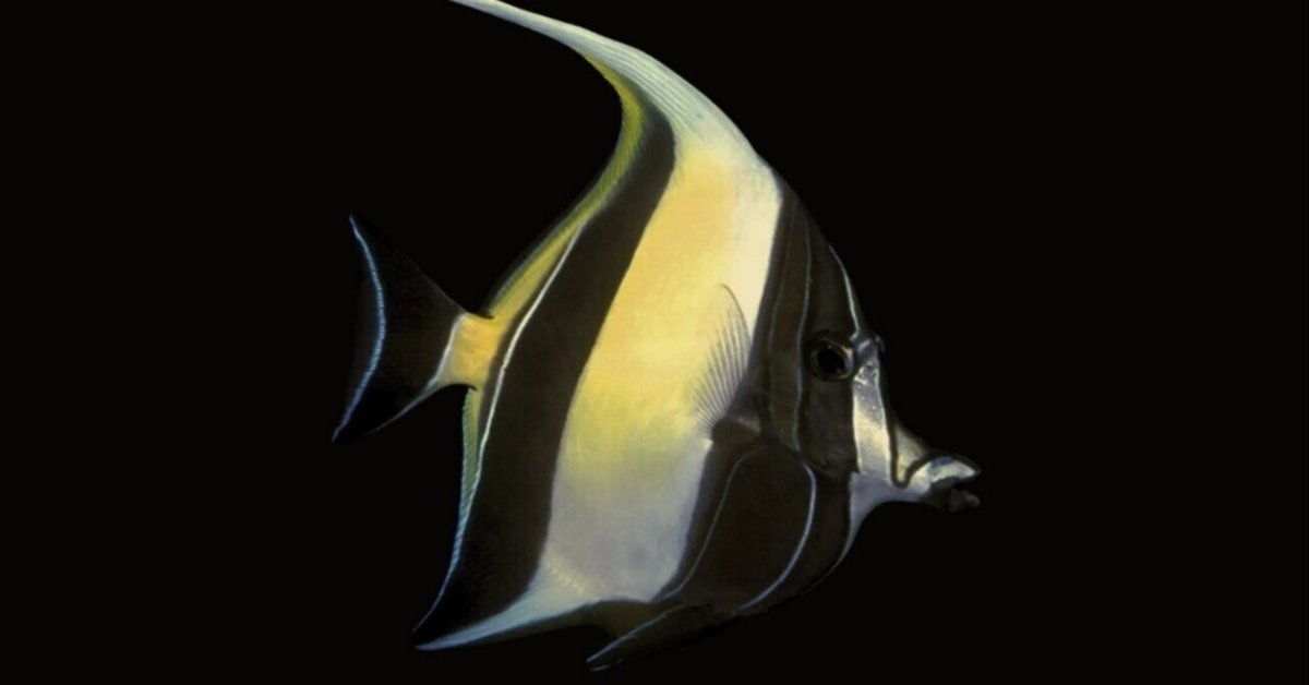 ツノダシ｜アクアモノグラフ情報｜NoA｜MASUKO aquarium production