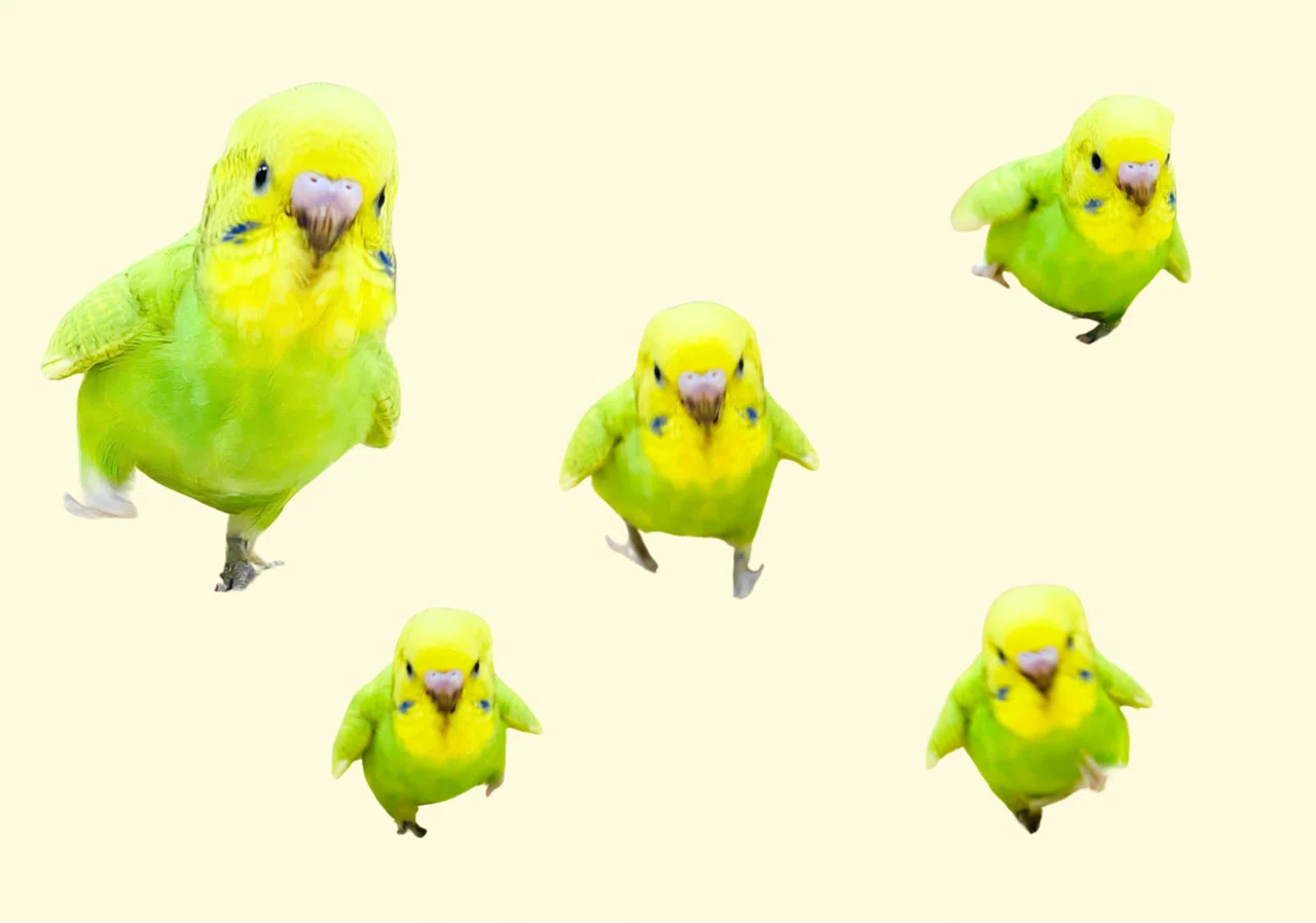 インコのヒナ飼育に必要なものは？お迎え前に揃えるべきアイテム7選
