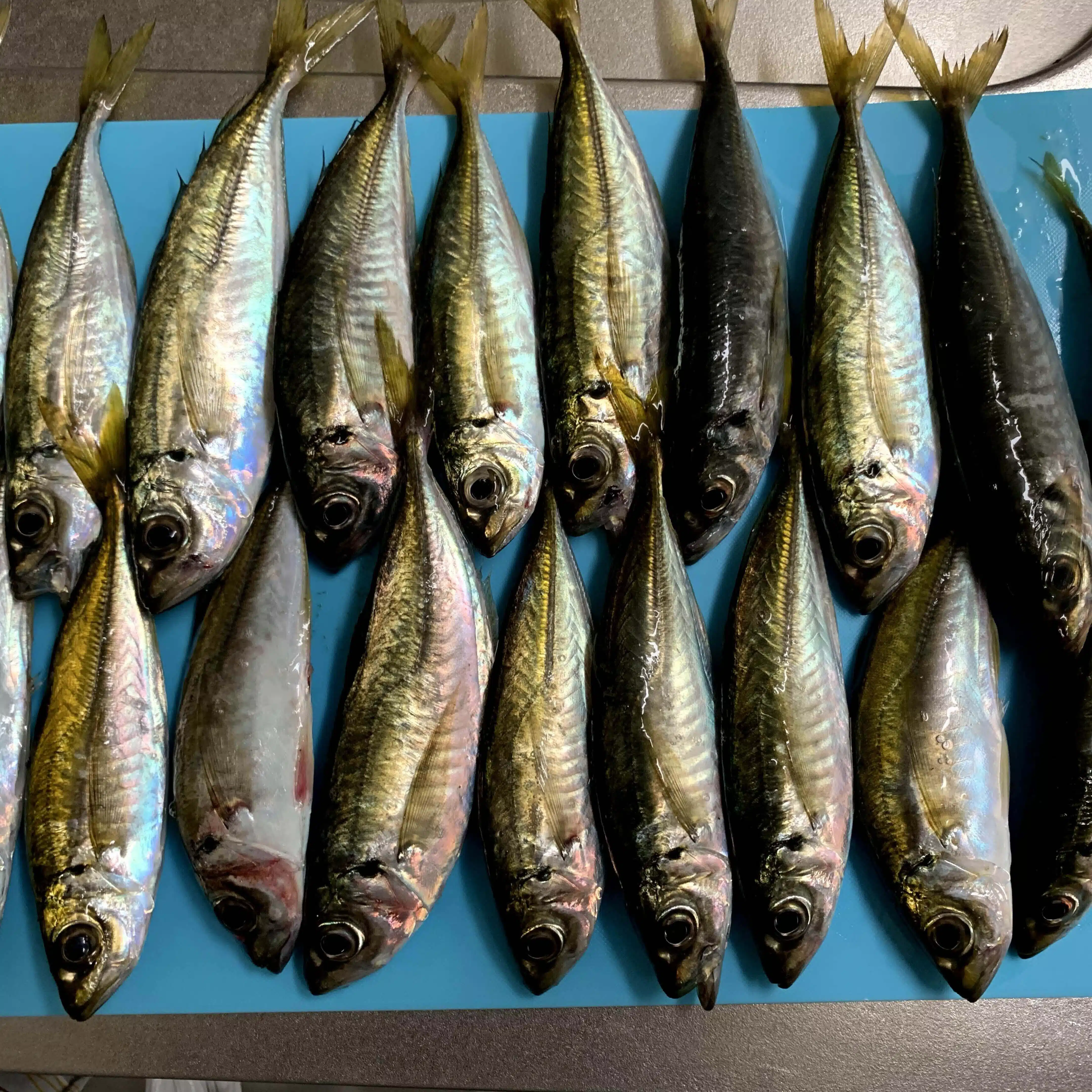 アジ釣りたい