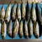 アジ釣りたい