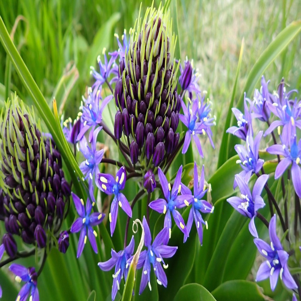 シラー・ペルビアナ（オオツルボ）｜マンガン