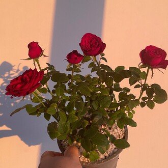 ちぇりこ@フランス生活記録🇫🇷