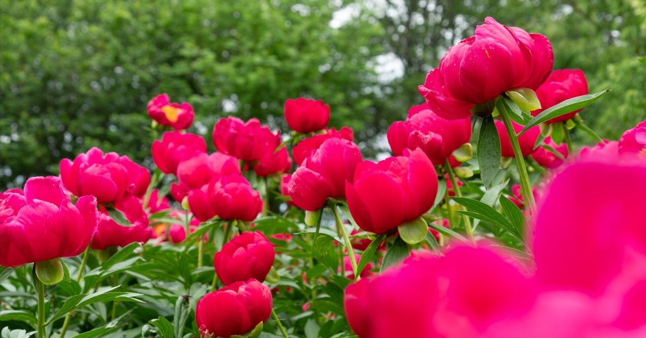 【茨城】牡丹・芍薬の花畑！〜つくば牡丹園〜