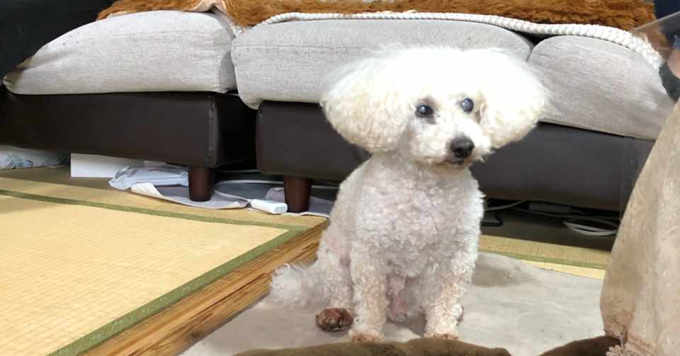 布団で寝る犬を知っていますか Nobuto Tsutsumi Diary Note