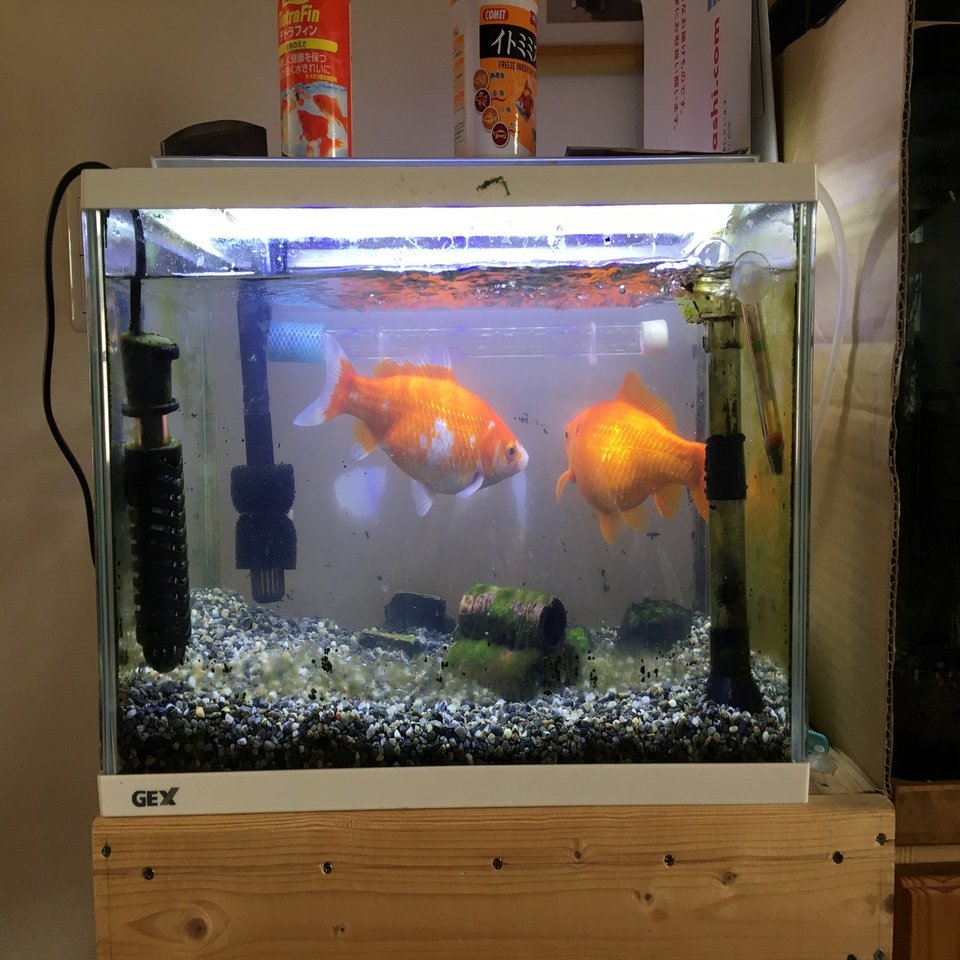 KOTOBUK PROGRE 90水槽 金魚、ドジョウ、ヌマエビ、