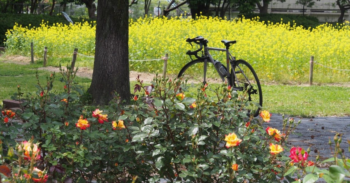 尼崎市農業公園2025年5月1日【菜の花,バラ】｜レタス