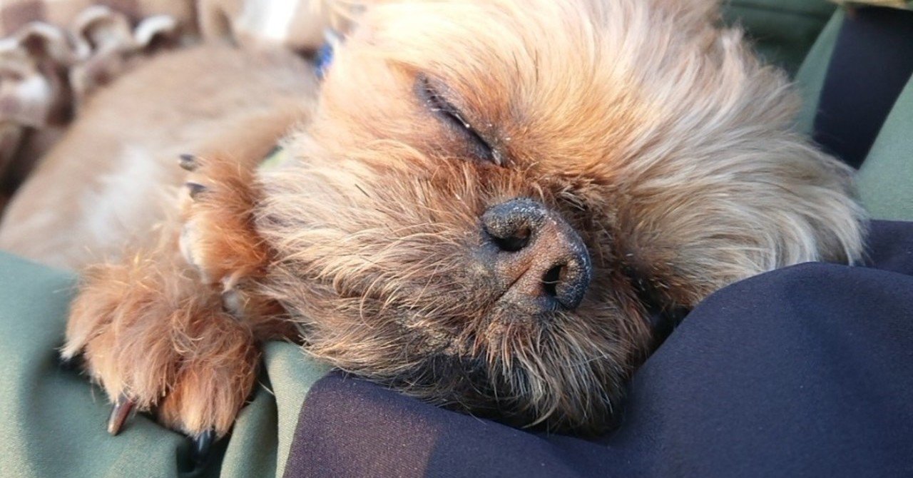 わんわん動物園についての随想 大木 水 Note