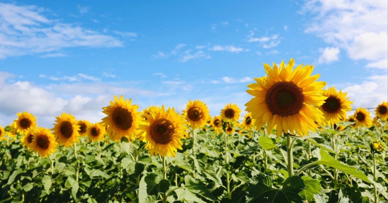 クイーンズランド州】 2025年 カラバー・サンフラワーフェスティバル