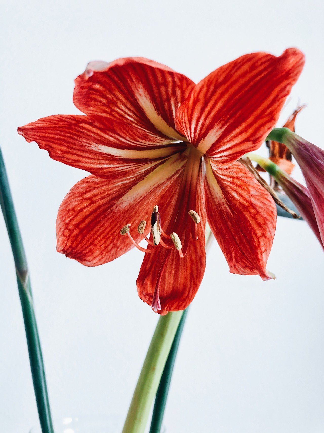 草花日記 03 アマリリスとストレリチア カナエナカ Note