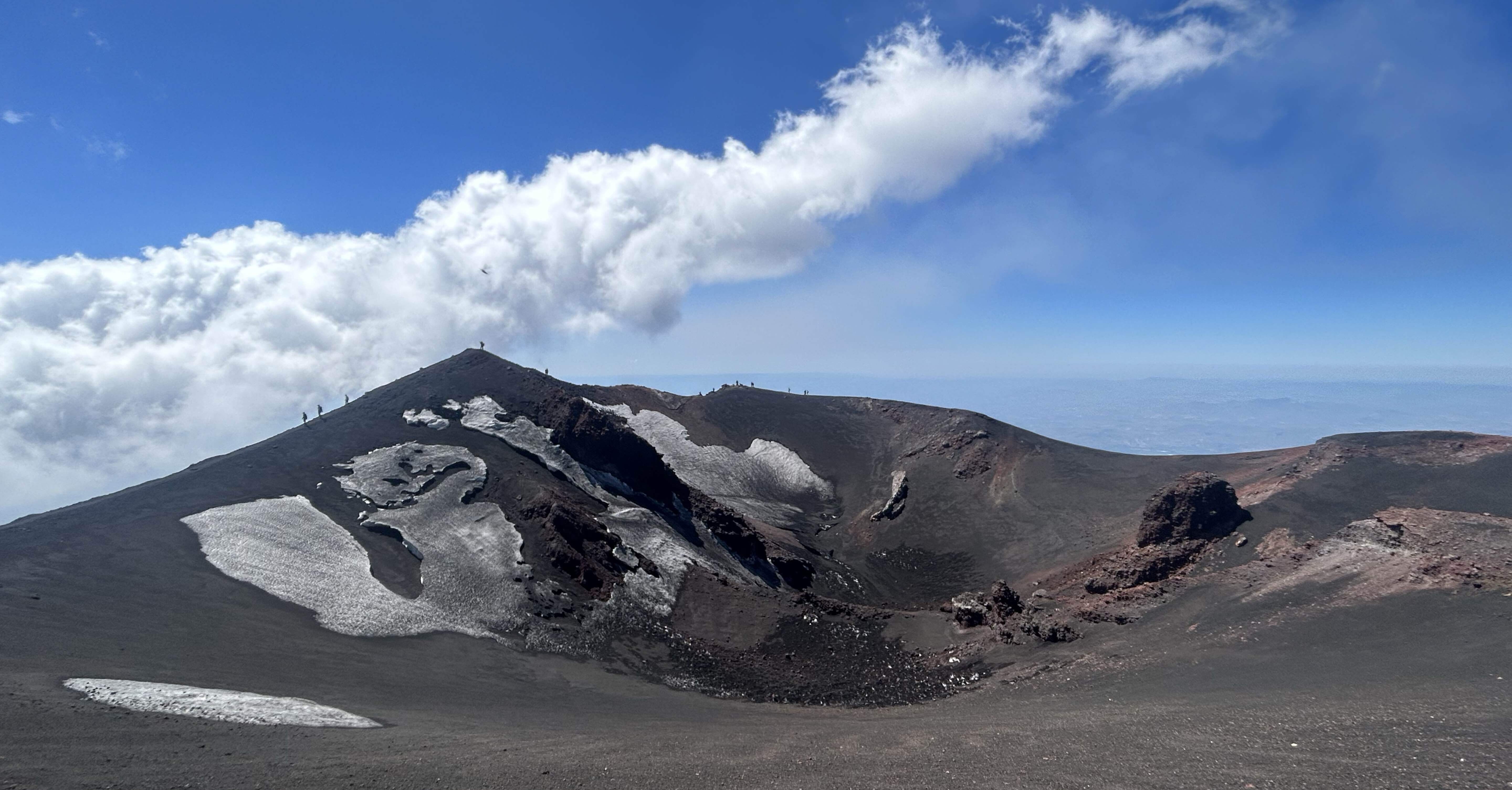 山採り　アカシデ　特大 極上の特大株。山採りアカシデ。 【公式通販】