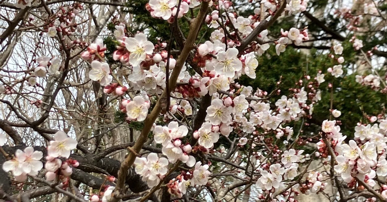 I Want to Believe That Beautiful Things Are Beautiful｜有永 糸