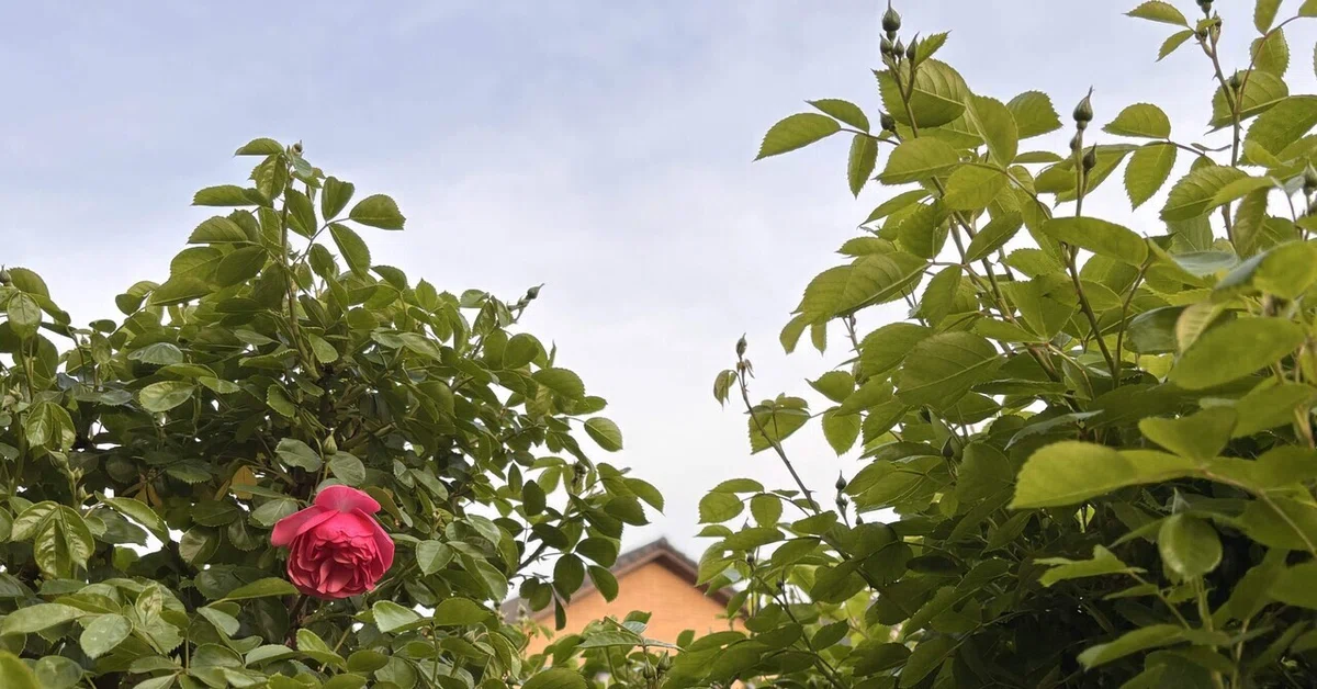 [Poem] The Loneliness of the First Bloom｜六花【詩と暦】