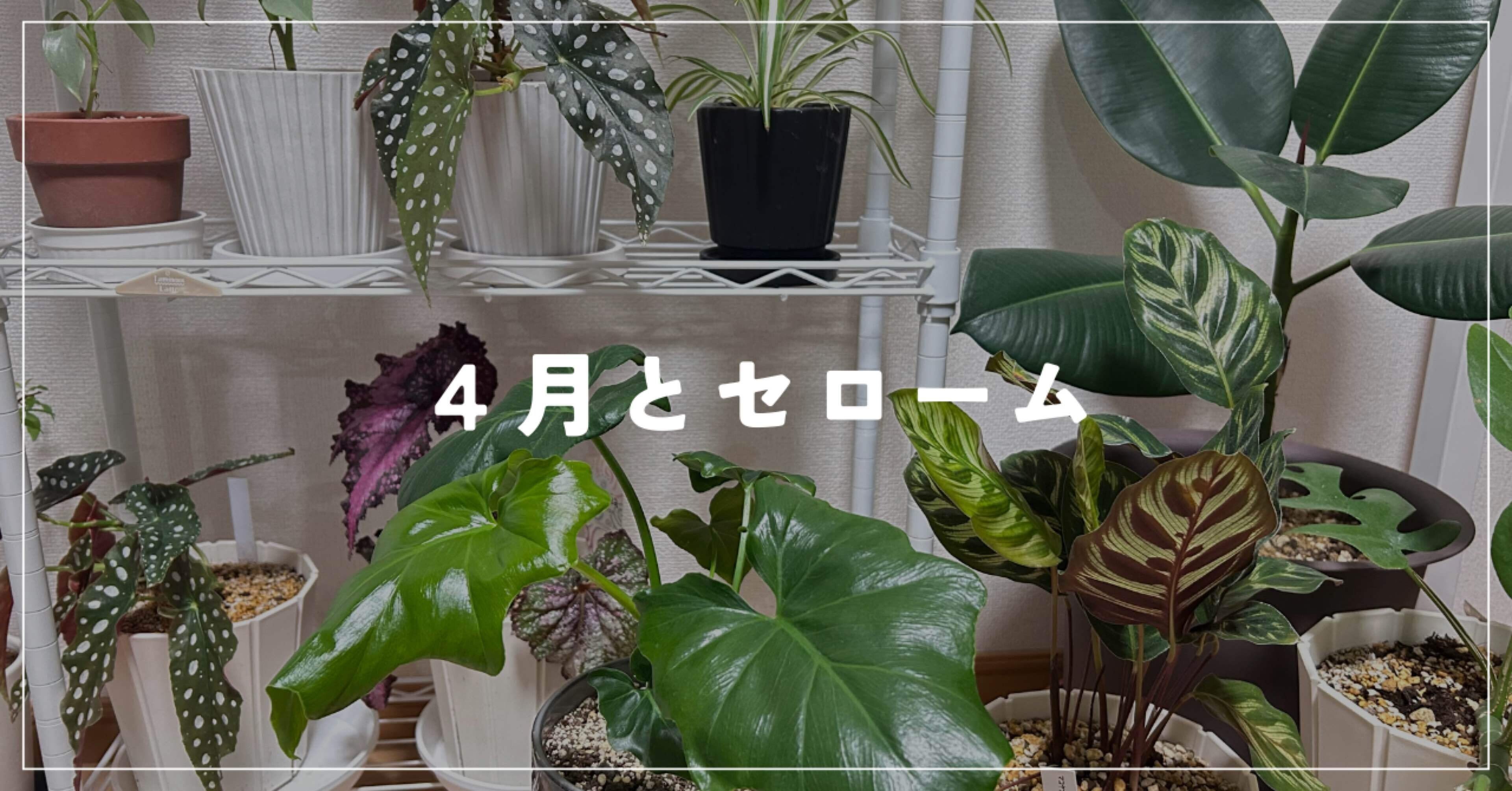 4月とセローム｜いちり