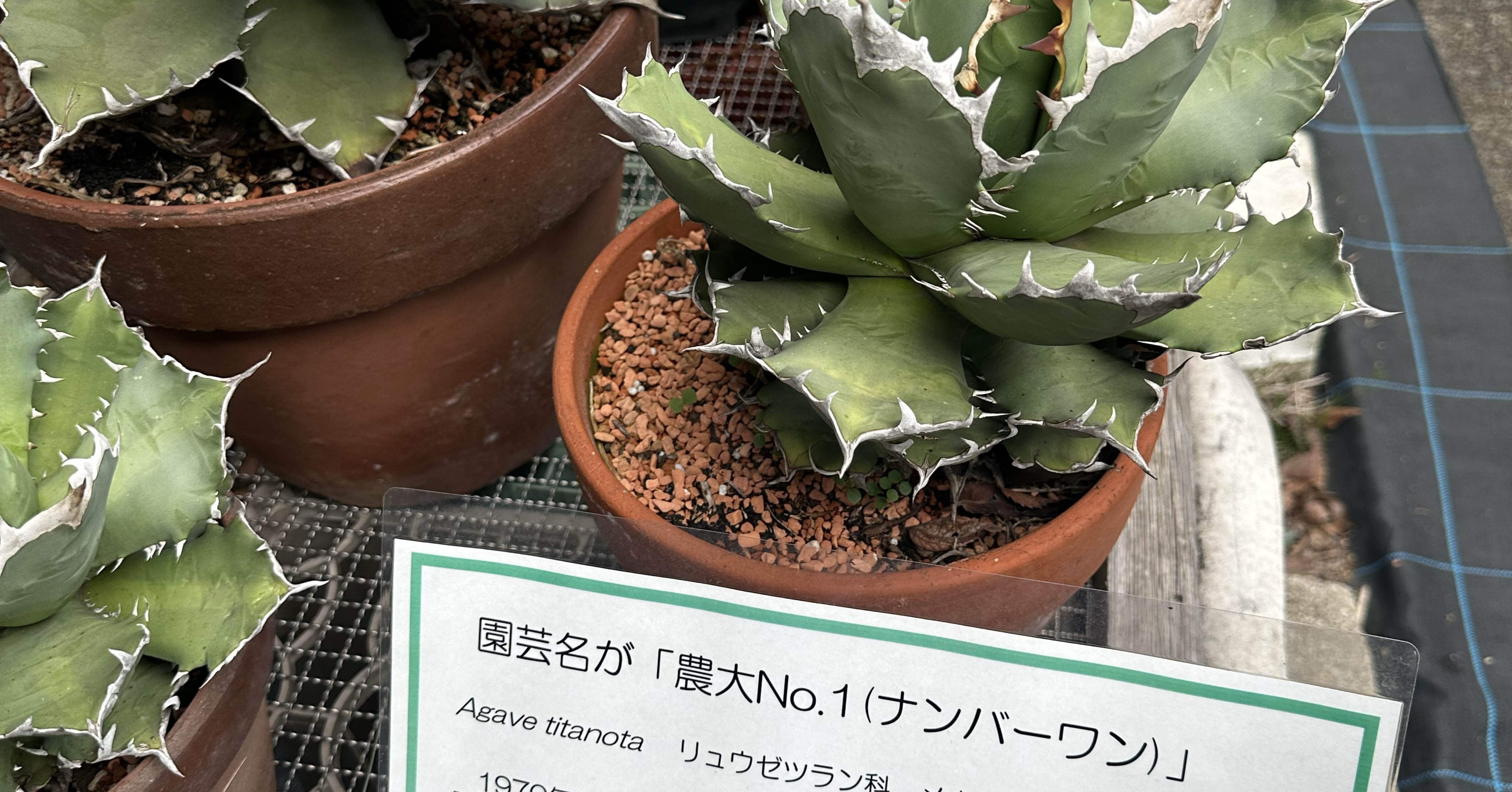 希少アガベ「農大No.1（ナンバーワン）」とは？その魅力とルーツに迫る