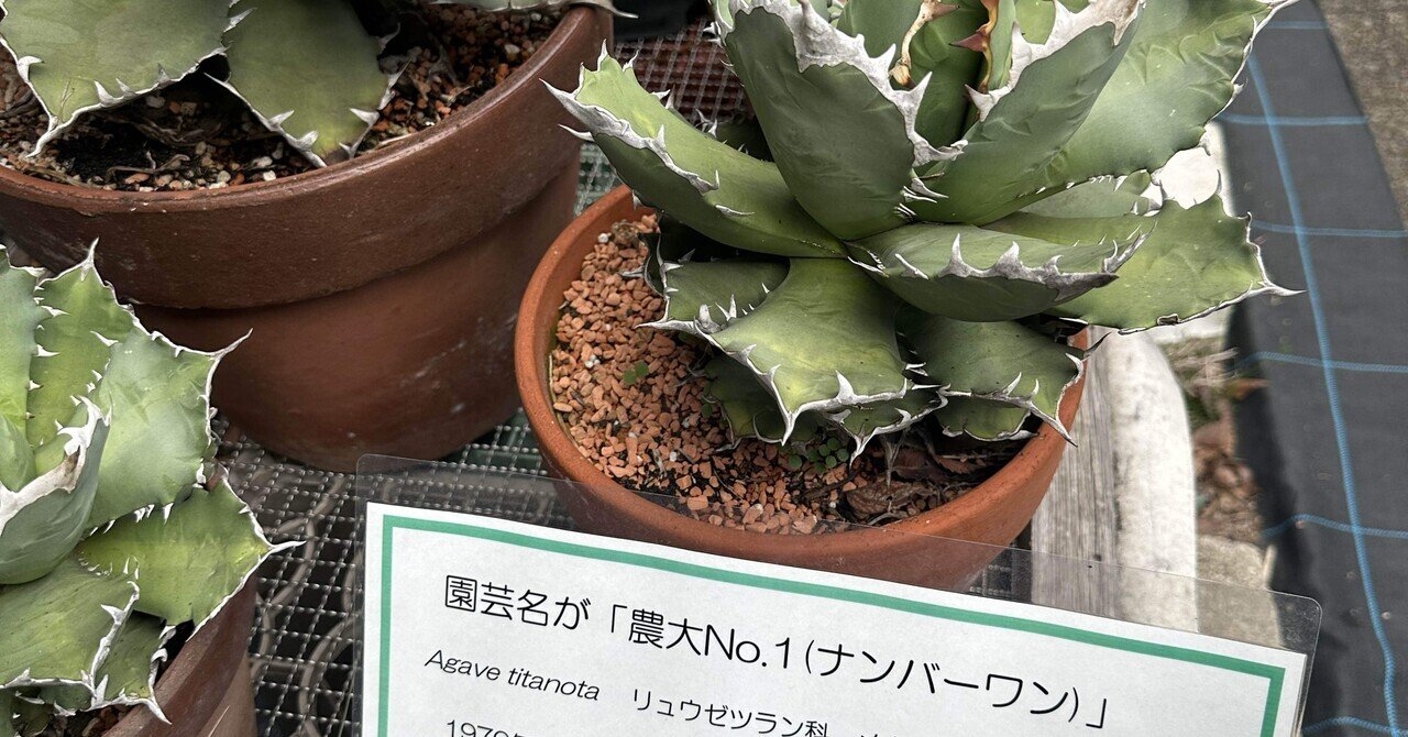 アガベを勉強中！ アガベ ナンバーワン 農大 巌流 厳竜 白鯨 姫