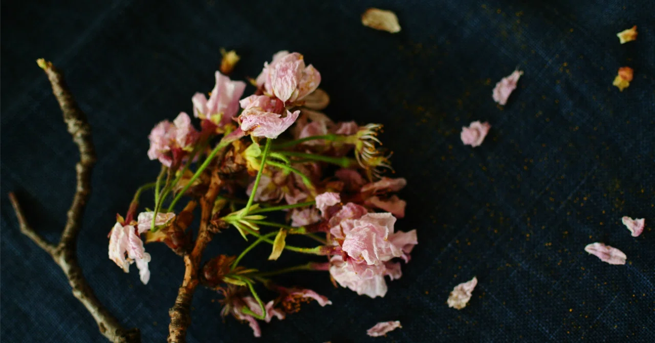すがる花君‖詩｜墨流椋