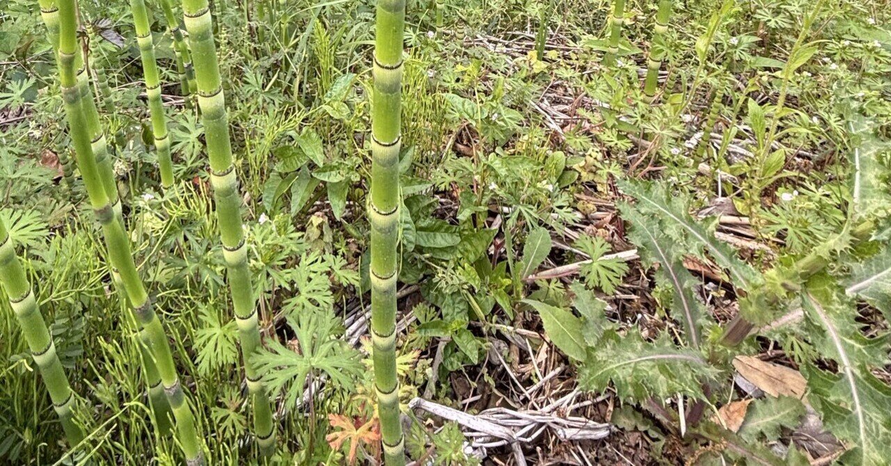 雑草」をそのまま広告化する｜ahiraga