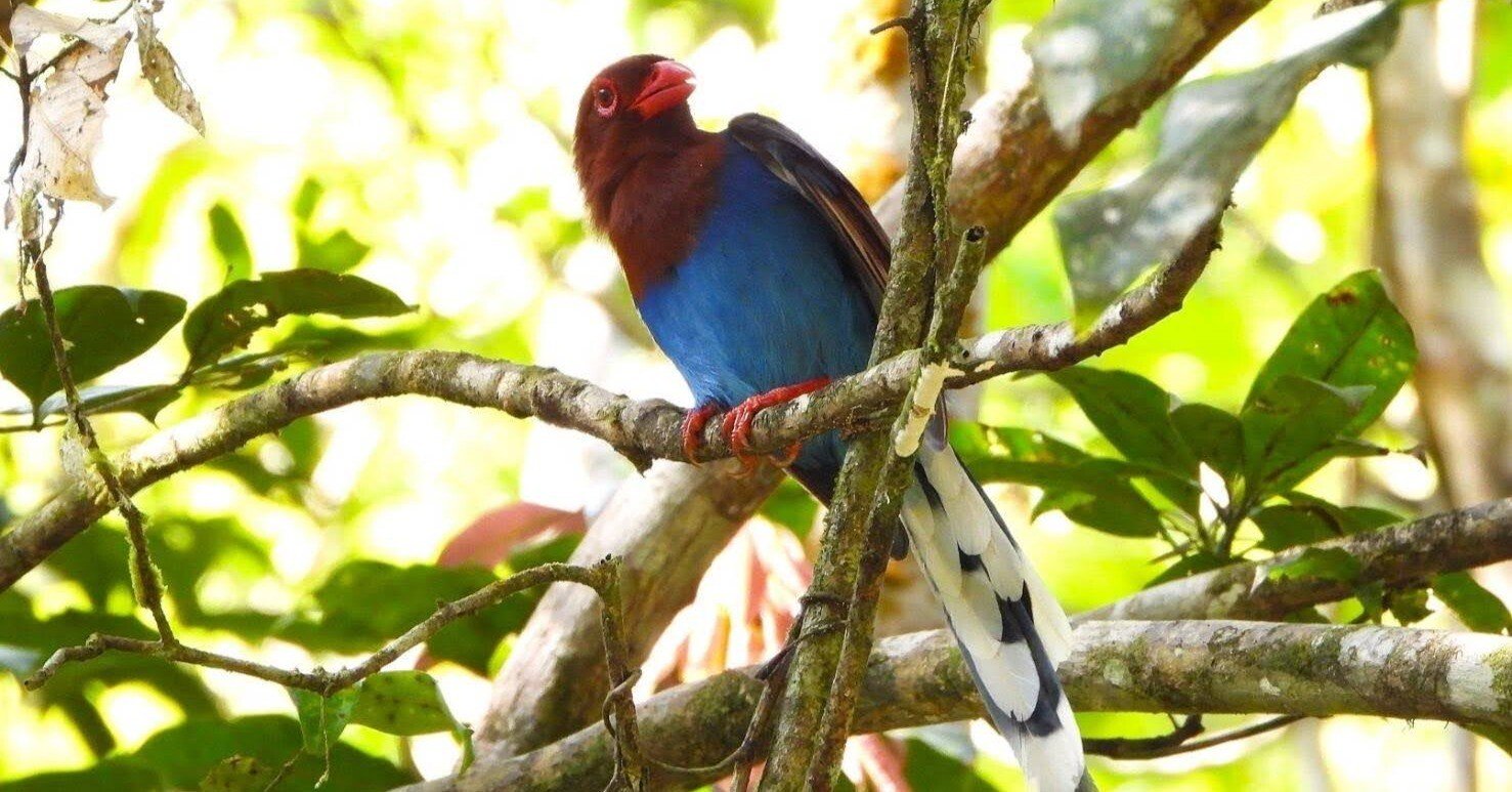 S*i様 単衣 縮緬 紅型 正絹 藍の素敵な鳥 U-8687 京都室町st. ≪アウトレット 美品≫ 四つ身反物 正絹 着尺 京友禅 琉球