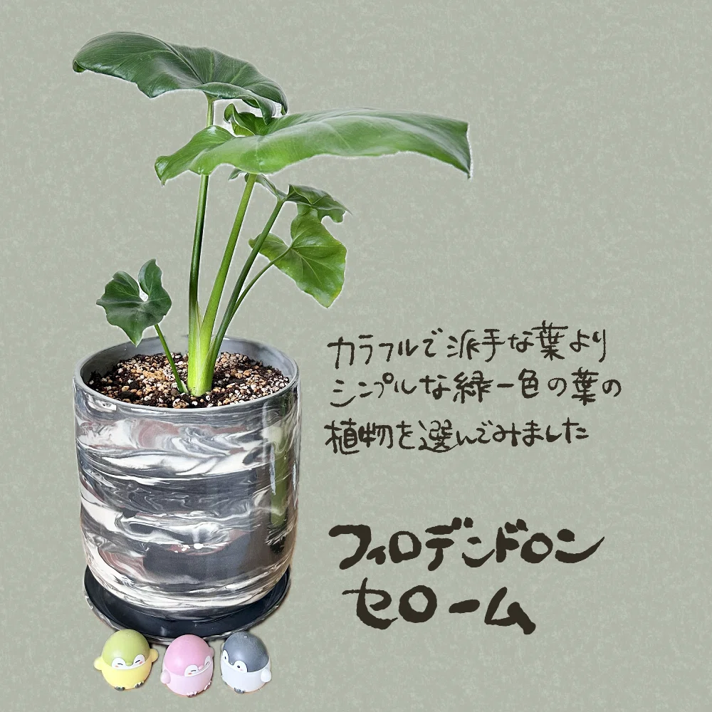 4月とセローム｜いちり