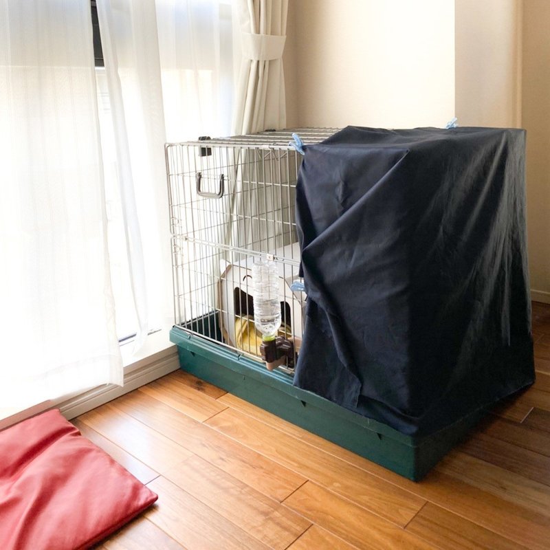 生まれて初めてガチの野良猫を保護した話 あさのますみ Note 生まれて初めてガチの野良猫を保護した話 あさのますみ Note