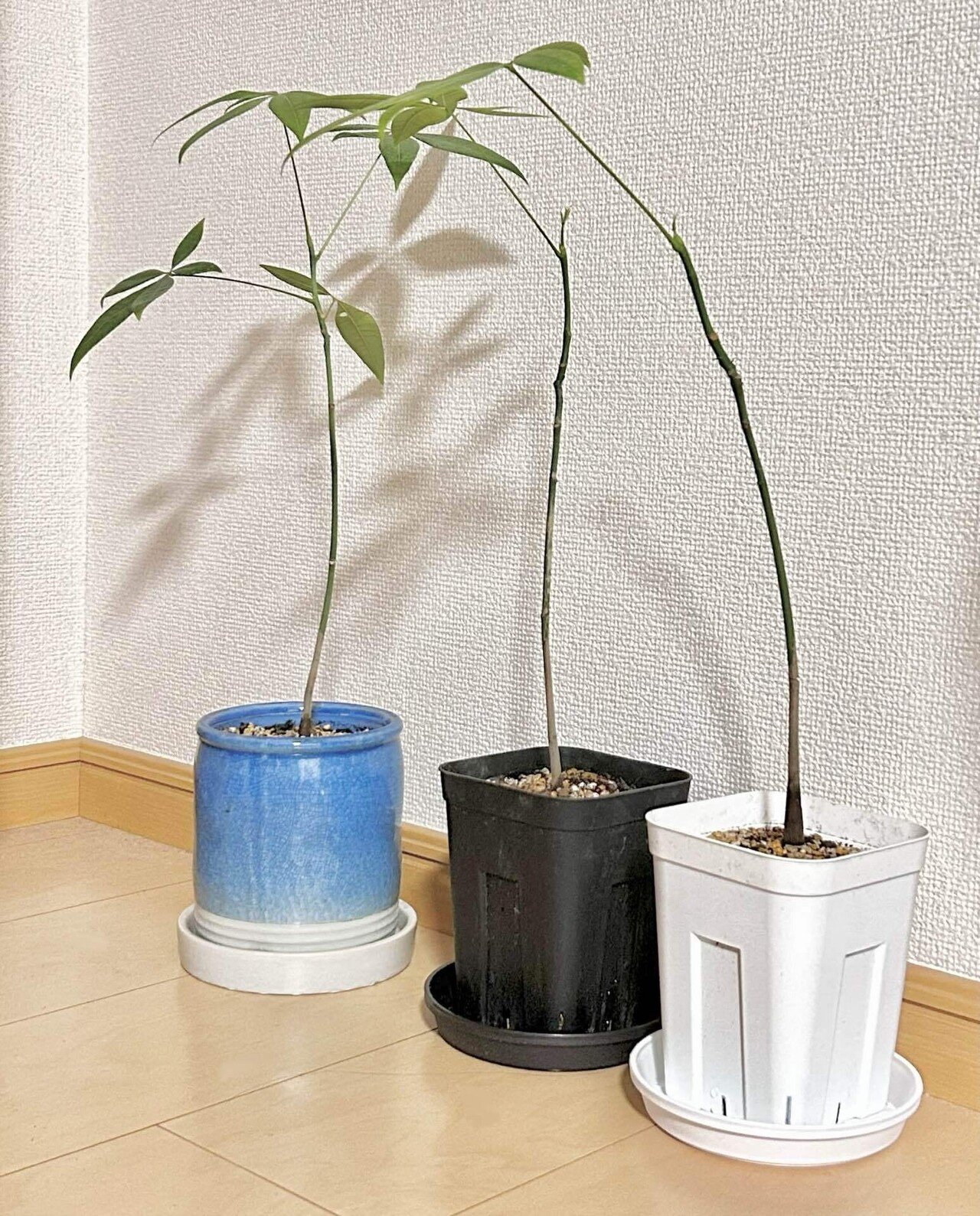 4月とセローム｜いちり