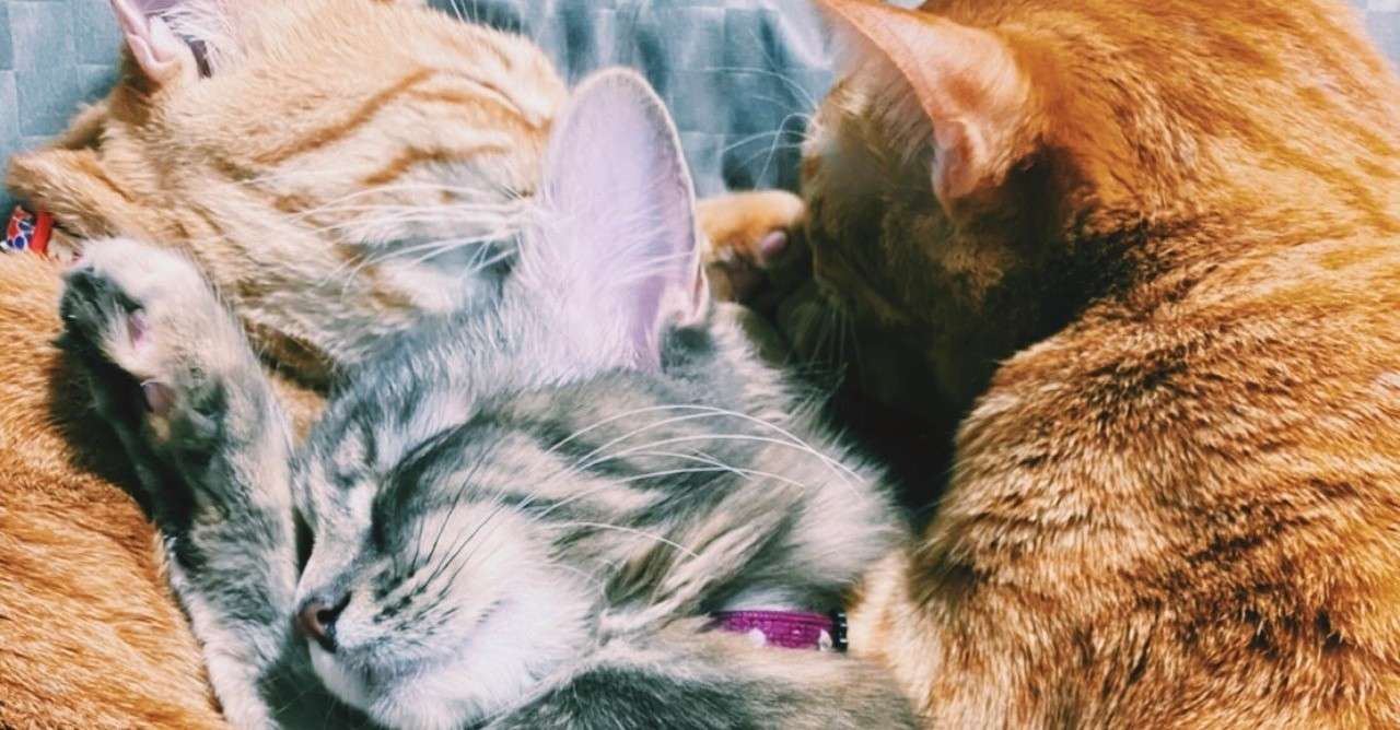 猫を留守番させるための準備と注意点 感じるストレスや寂しさへの対策 For Your Life
