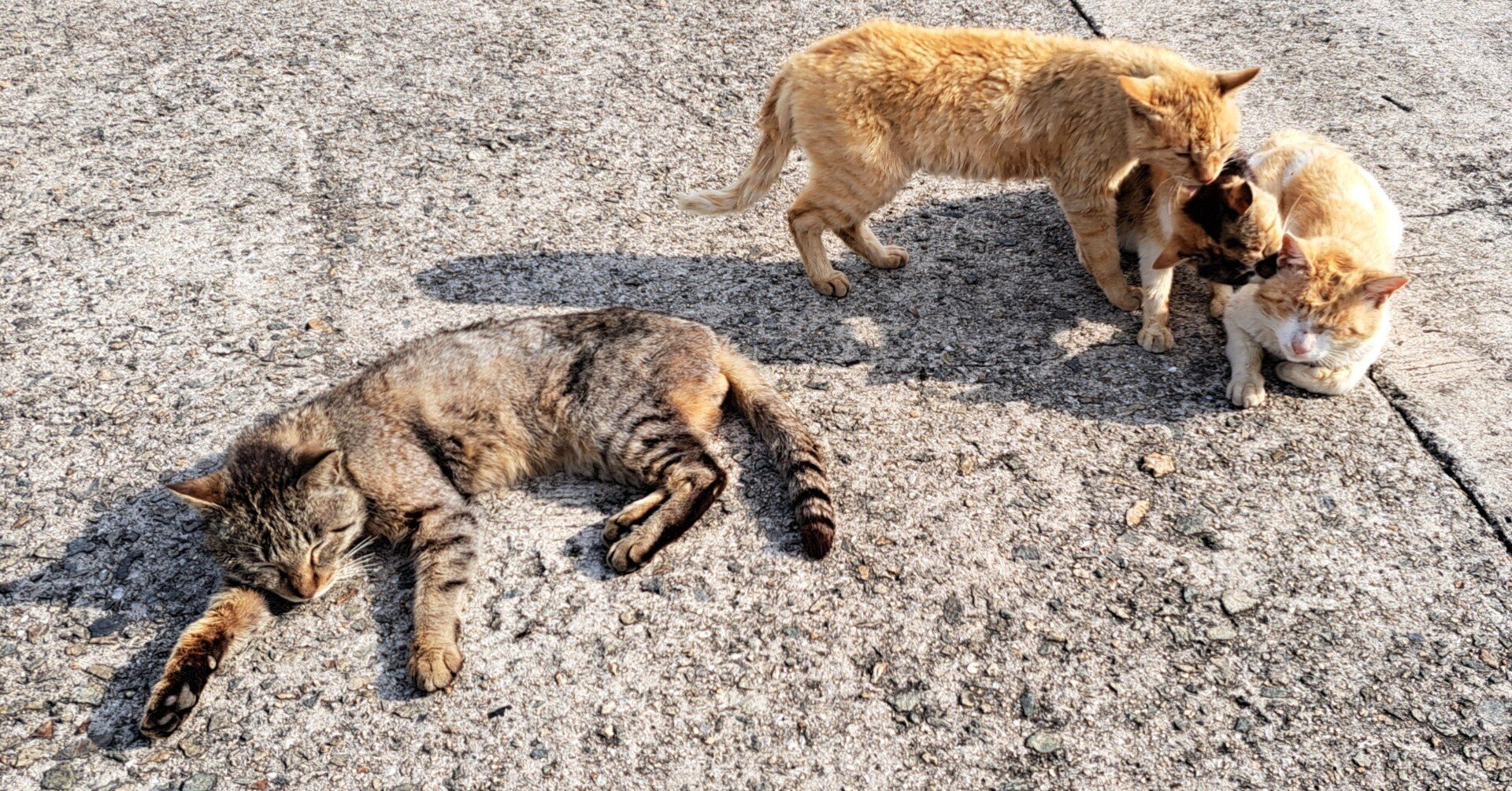 ありがとう！六島の猫ちゃん｜三木仁平