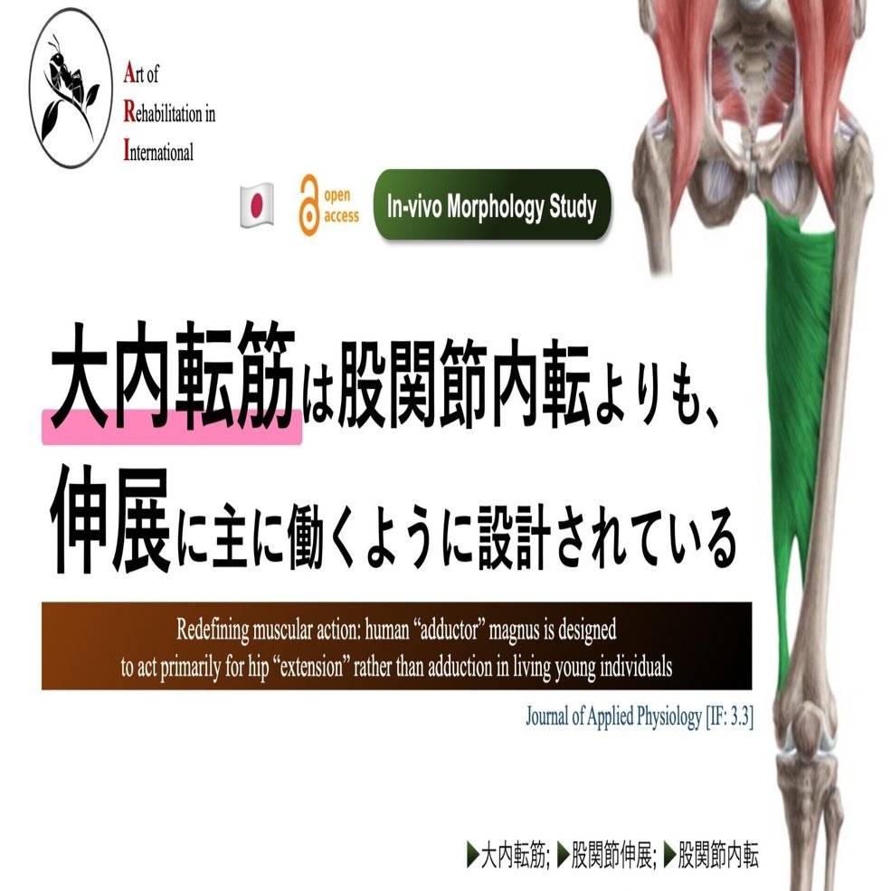 送料無料 日本 大内転筋は股関節内転よりも、伸展に主に働くように設計されて その他