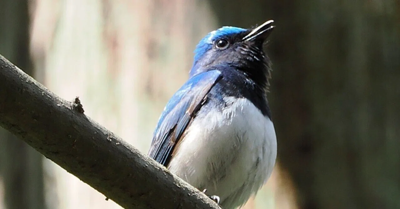 海と鳥を見に常陸国へ②：公園で青い鳥に癒される｜もずきち