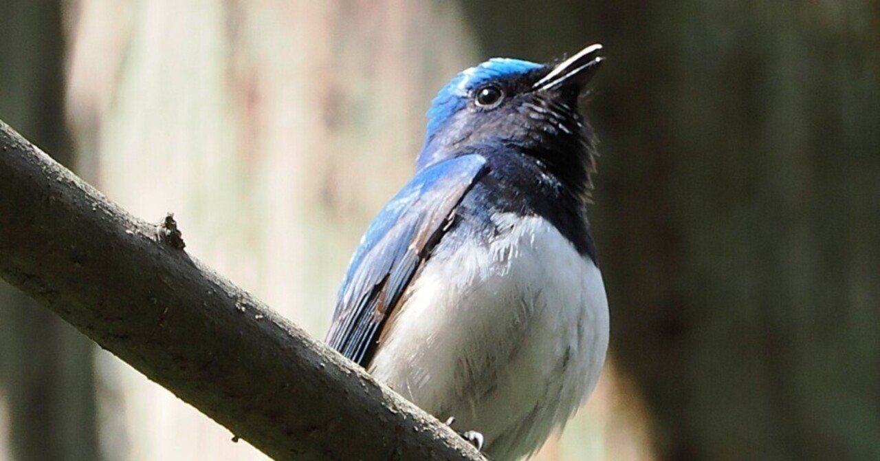 海と鳥を見に常陸国へ②：公園で青い鳥に癒される｜もずきち