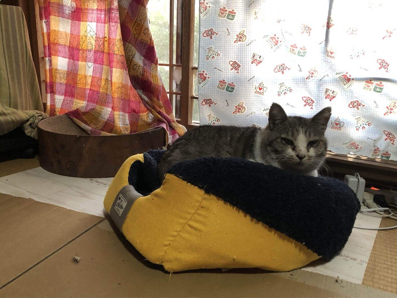 チョウさんを捕まえようとしたら、カエルくんが来ます。カエル