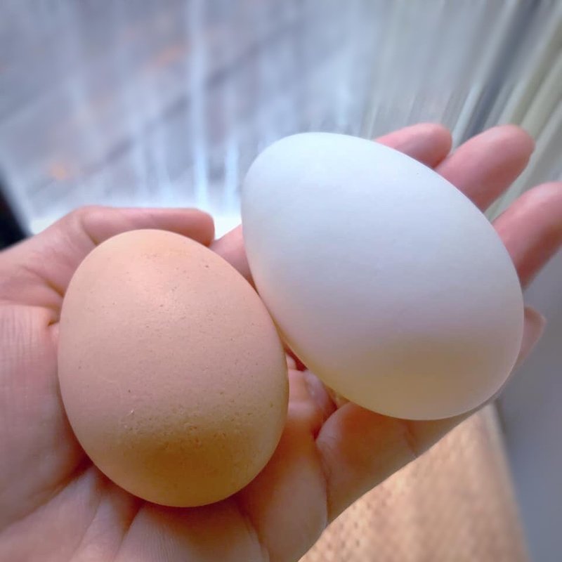 アヒルの卵 Satokod Note