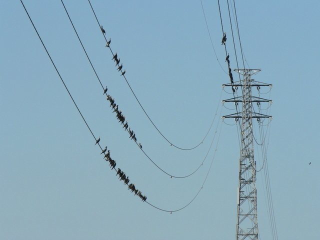 府中線44号。野猿街道四谷橋の上から。ここはいつも水鳥が止まってる。2009年8月撮影。