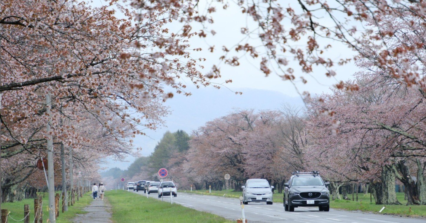 FUJIFILM X-T5】静内二十間道路桜並木にリバティアイランド号を偲ぶ