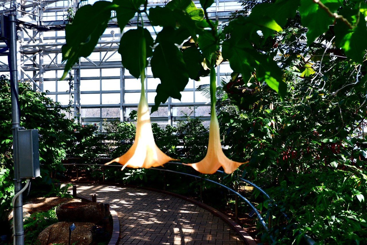 神代植物公園大温室 しま Note 神代植物公園大温室 しま Note