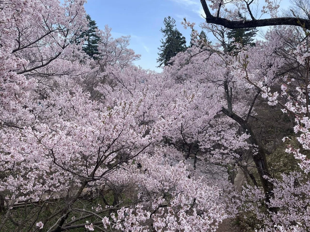 桜の咲く信州伊那・高遠の旅記録｜りょっく
